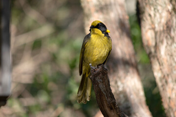 The helmeted honeyeater has a bright yellow forehead, crown and throat with black around its eyes. .