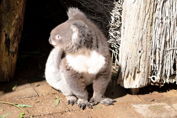 the Koala has a large round head, big furry ears and big black nose. Their fur is usually grey-brown in color with white fur on the chest, inner arms, ears and bottom.