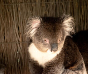 Naklejka premium the Koala has a large round head, big furry ears and big black nose. Their fur is usually grey-brown in color with white fur on the chest, inner arms, ears and bottom.