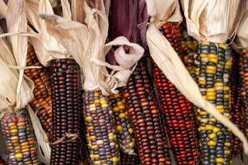 Bulk stock of multicolored organic Indian corn with dried husks known as maize, flint or dent corn. The kernels are yellow, red, purple, green, blue and black colored. The edible corn shells are hard.