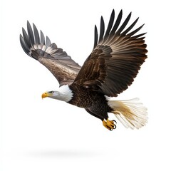 Obraz premium A large eagle is flying in the air with its wings spread wide