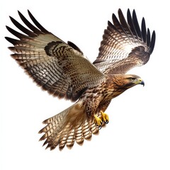 Fototapeta premium A large bird with a yellow beak flies through the air