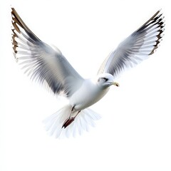 Obraz premium A white seagull is flying in the air