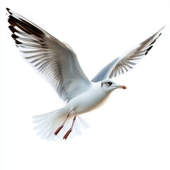 Fototapeta premium A white seagull is flying in the air