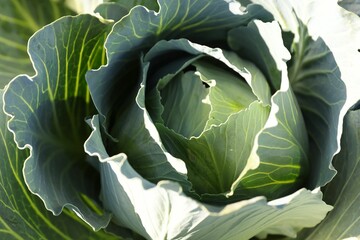Green cabbage growing on sunny day, closeup