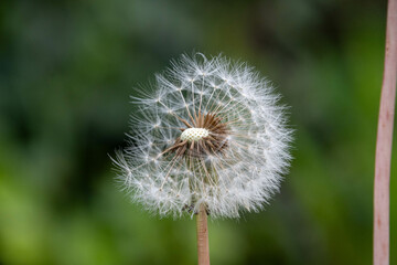 dandelion head