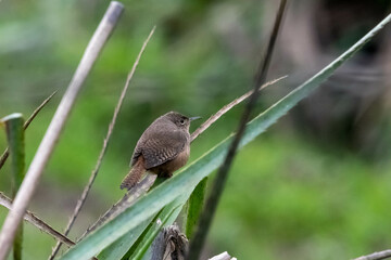 bird on the grass
