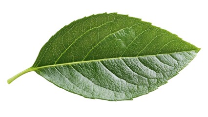 A leaf is shown in its natural form, with a white background