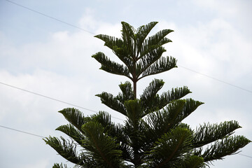 Pine tree in the garden.
