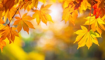 Obraz premium 秋 葉っぱ 楓 黄色 日光 輝き 温かさ 季節の変化 紅葉 自然 10月 光線 静けさ 黄金 植物 明るさ ソフトフォーカス ボケ 繊細 美しさ