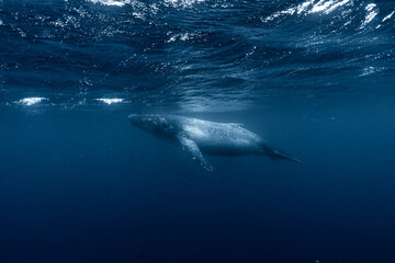 Whale in the ocean