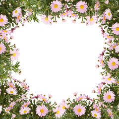 frame Marguerite daisy Plant pink
