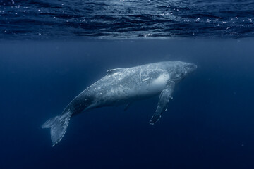 Whale in the blue