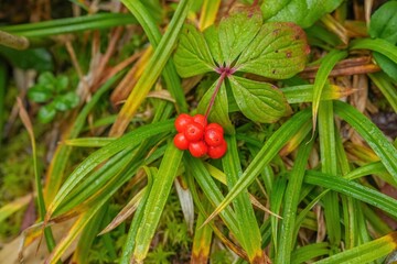 赤く熟した雨上がりのゴゼンタチバナの実