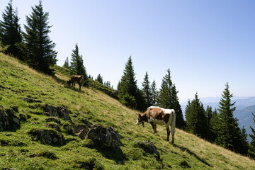 Alpen
