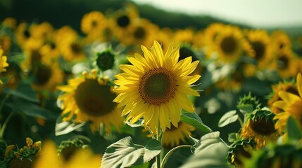 Obraz premium Many Blooming Sunflowers in a Summer Field