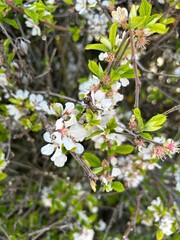 White and pink tree blossom