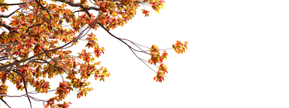 autumn leaves on white background
