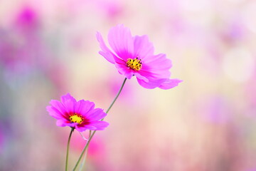 美しいピンクのコスモス