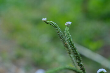 caterpillar on a leaf