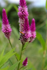 ケイトウの花とキハダカノコガ