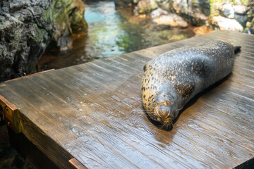 寝ているカルフォルニアアシカ　海遊館