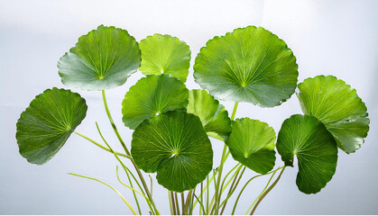 Gotu Kola Plant Isolated in white background