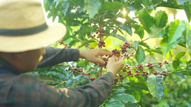 4K Asian man farmer harvesting picking red ripe cherry Arabica coffee beans at coffee plantation. Male farm worker growing organic robusta or arabica coffee plant in agriculture field on the mountain.