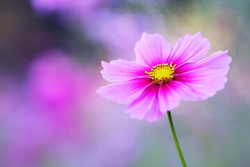 Fototapeta premium 可愛いピンクのコスモス