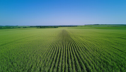 Fototapeta premium A vast green field stretches under a clear blue sky, showcasing rows of crops in a rural landscape.