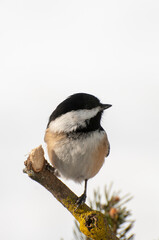 Fototapeta premium Black-capped Chickadee with white background