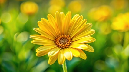 Fototapeta premium Close-up of a vibrant yellow daisy in a field , daisy, flower, nature, petals, bright, colorful, garden, plant, bloom, close-up