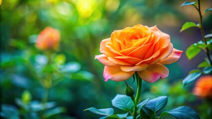 Orange rose blooming in lush green nature setting, orange, rose, flower, blooming, green, nature, background, vibrant, colorful