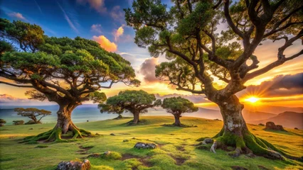 Naadloos Fotobehang Airtex Centuries-old til trees in a magical sunset at the Fanal Laurisilva forest on Madeira island © Udomner