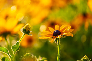 Chrysanthemums are in full bloom.