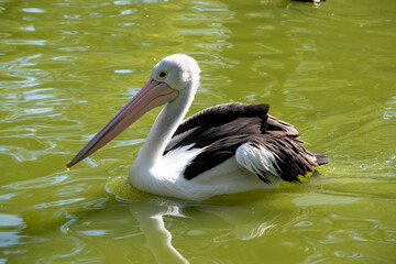 Australian pelicans are one of the largest flying birds. They have a white body and head and black wings. They have a large pink bill.
