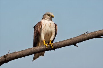 Colorful Chula Kite Isolated on White Background