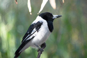The Pied Butcherbird is a medium-sized black and white bird. It has a full black hood, dark brown eye and long, hooked, grey and black bill