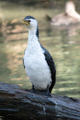 The Pied Cormorant is a medium size bird with black wings and a black tail. It has a white face and chest.
