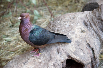 this pigeon is a shiny mauve with shiny irredescent teal wings