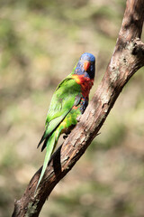The rainbow lorikeet has a bright yellow-orange/red breast, a mostly violet-blue throat and a yellow-green collar.
