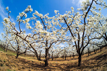 Pear flowers bloom in spring