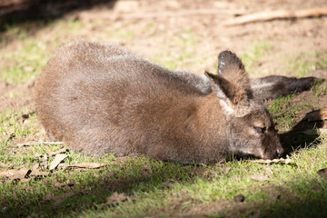 The Red Necked Wallaby Has Mostly Tawny Grey Fur, With A White Chest And Belly, And A Dark Brown Muzzle, Paws And Feet.