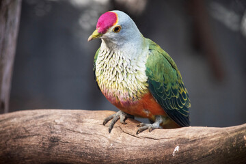 The rose crown fruit dove has a pink-red crown with a yellow border, orange underparts, and a distinctive yellow tail tip.