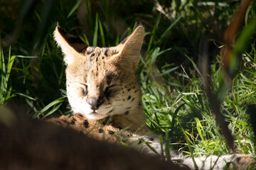 The serval is a wild cat with black spots on a gold body.