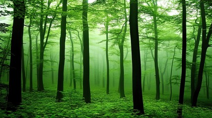 Obraz premium Serene Forest Landscape with Lush Greenery. This image depicts a tranquil forest scene, showcasing dense trees and vibrant foliage. 