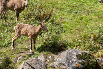 Mountain goats in their natural habitat, at an altitude of 2700 meters above sea level. Goats are high in the mountains. wildlife, nature conservation. Wildlife poster, print
