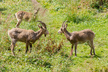Mountain goats in their natural habitat, at an altitude of 2700 meters above sea level. Goats are high in the mountains. wildlife, nature conservation. Wildlife poster, print