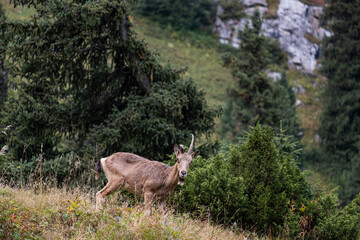 Mountain goats in their natural habitat, at an altitude of 2700 meters above sea level. Goats are high in the mountains. wildlife, nature conservation. Wildlife poster, print