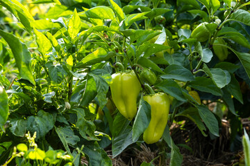Sweet pepper on the bush. Sweet pepper bed